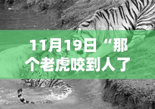 应对老虎袭击与动物咬伤应急处理指南，初学者与进阶用户的实用指南（11月19日事件启示）