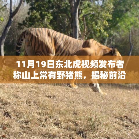 揭秘科技新宠，东北虎视频背后的野猪熊守护者智能追踪系统揭秘前沿科技