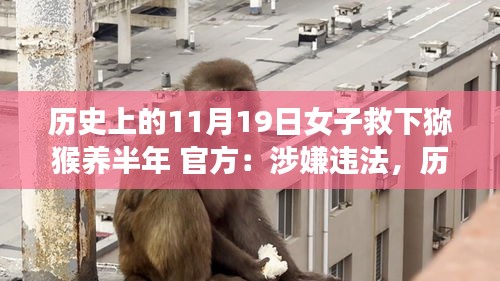 历史上的11月19日，女子救下猕猴半年养护引发争议，官方称涉嫌违法处理指南