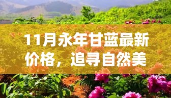 揭秘永年甘蓝微笑背后的秘密，最新价格与追寻自然美景之旅