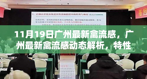 广州禽流感最新动态解析，特性、体验、竞品对比及用户群体深度分析（11月19日）