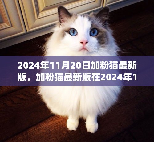 加粉猫最新版在2024年11月20日的价值与深度影响分析