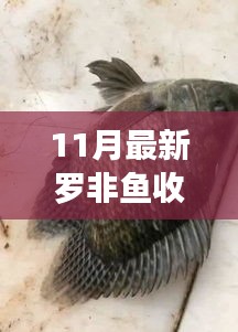 罗非鱼新纪元，智能收购系统引领行业变革，前沿科技重塑渔业市场新纪元——最新收购价格解析