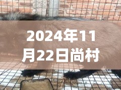 2024年11月22日尚村貉皮今天最新，尚村貉皮下的温暖日常，一场关于友情与陪伴的趣事