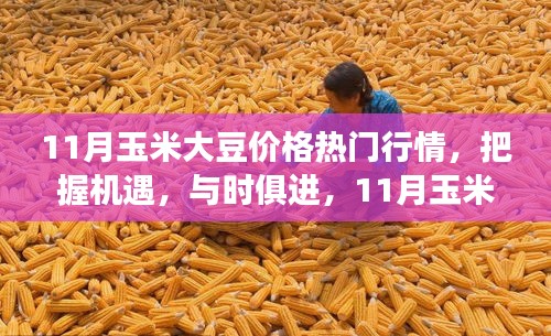 11月玉米大豆行情下的成长之旅，把握机遇，与时俱进，励志前行