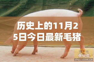 今日毛猪价格概览及分析，历史上的11月25日与最新动态报告