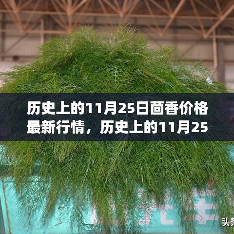 历史上的茴香价格变迁，成长之路与最新行情回顾（11月25日）