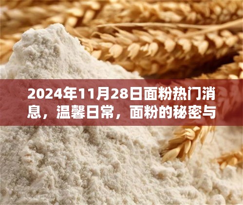 面粉的秘密与友谊的纽带，2024年11月28日热门面粉消息与温馨日常