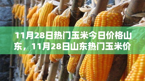 山东玉米行情分析，热门玉米今日价格揭秘及市场走势预测（11月28日）