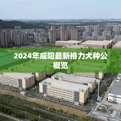 2024咸阳最新格力犬种公概览