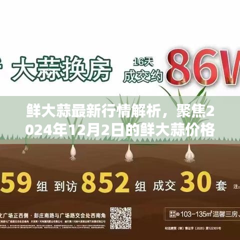 鲜大蒜最新行情解析，聚焦价格走势，预测未来趋势（2024年12月2日）