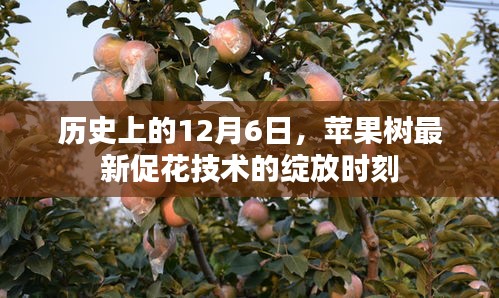 苹果树最新促花技术，历史性的绽放时刻（12月6日）