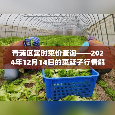 青浦区实时菜价查询报告，解析菜篮子行情，洞悉市场动态（2024年12月14日）