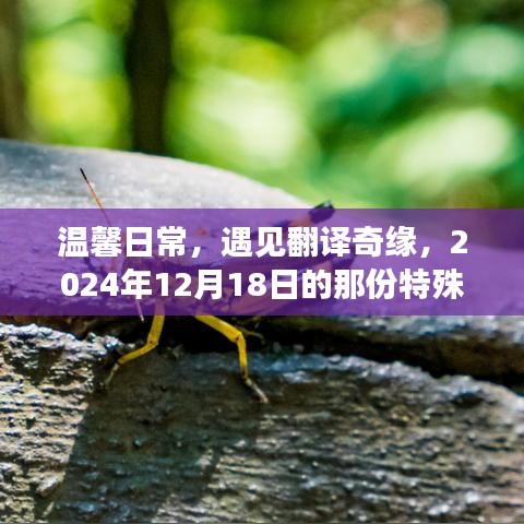 温馨日常中的特殊陪伴，遇见翻译奇缘的2024年12月18日