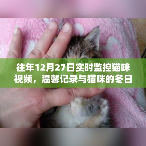 温馨猫咪冬日时光，实时监控记录喵星人日常