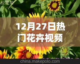 12月27日热门花卉视频，绽放魅力与园艺风采