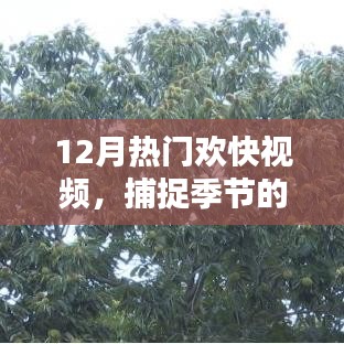 12月欢快视频盘点，季节欢乐瞬间不容错过