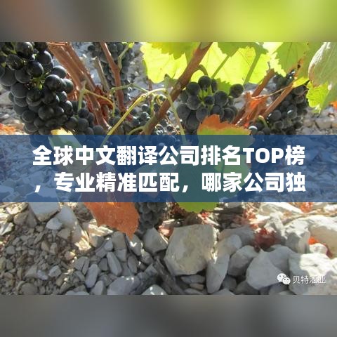 全球中文翻译公司排名TOP榜，专业精准匹配，哪家公司独占鳌头？