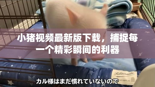 仙姿佚貌