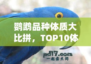 鹦鹉品种体质大比拼，TOP10体质最佳鹦鹉盘点