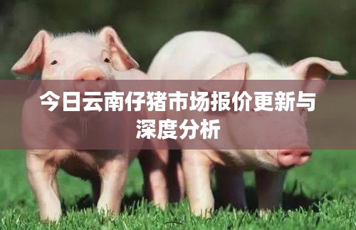 今日云南仔猪市场报价更新与深度分析