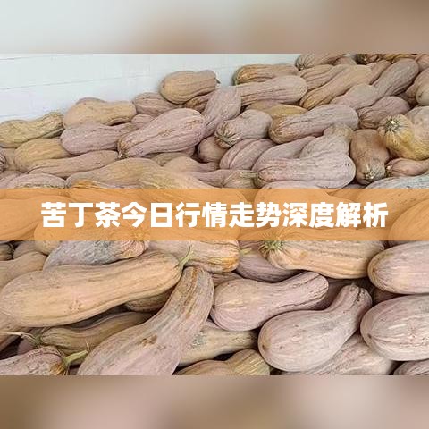 苦丁茶今日行情走势深度解析