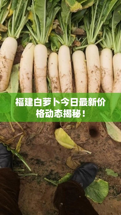 福建白萝卜今日最新价格动态揭秘！